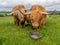 Highland Cattle and calf feeding