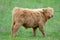 Highland cattle calf in field