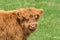 Highland cattle calf head and shoulders