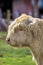 Highland Cattle Calf Portrait