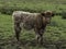 Highland cattle calf stood in a field