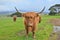Highland cattle cow