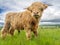 Highland Cattle cow