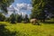 A Highland Cattle Cow Eating Grass