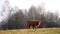 Highland cattle cow on grazing.