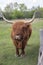 Highland cattle cow on pasture, very huge and hairy animal with long horns