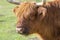 Highland cattle cow on pasture, very huge and hairy animal with long horns