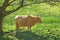 Highland Cattle or Cow under a tree. Scotland