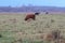 Highland cattle cows grazing on green pasture and heather with trees in the background