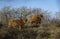 Highland cattle in the dunes in holland