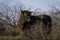 Highland cattle in the dunes in holland