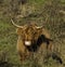 Highland cattle in the dunes in holland