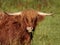 Highland Cattle eating grass