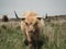 Highland Cattle on Exmoor Somerset Devon borders