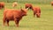 Highland cattle on a farm