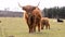 Highland cattle on a farm.