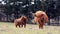 Highland cattle on a farm.