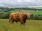 Highland Cattle in a field