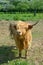 Highland Cattle in a Field,Rhineland,Germany