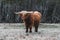 Highland Cattle on frozen Meadow