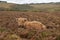 Highland cattle grazing on Exmoor, North Devon