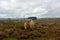 Highland cattle grazing on Exmoor, North Devon