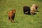 Highland Cattle grazing in Flam