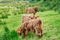 Highland Cattle Grazing in Lush Scottish Meadow - Serene Beauty of Young Herd on Green Pastures