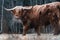 Highland Cattle grazing onForest Meadow