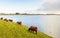 Highland cattle grazing on the slope of an embankment