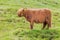 Highland Cattle, Isle of Skye, Scotland