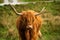 Highland cattle in isle of Skye , Scotland in summer time , farming in Scotland