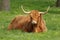 Highland Cattle, Kyloe