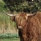 Highland Cattle, Kyloe