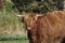 Highland Cattle, Kyloe