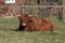 Highland Cattle, Kyloe on a meadow in Lower Saxony, Germany