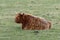 Highland Cattle laying in a field
