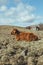 Highland Cattle laying in a field in Scotland