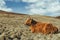 Highland Cattle laying in a field in Scotland