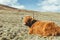 Highland Cattle laying in a field in Scotland