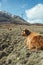 Highland Cattle laying in a field in Scotland