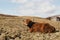 Highland cattle laying in a field by the water in Scotland.