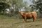 Highland cattle lingering in Dutch dunes