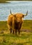 Highland Cattle With Long Horns In Scenic Landscape With Lake In Scotland