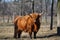 Highland Cattle with long red shaggy coat and long horns