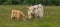 Highland Cattle mother and calf feeding