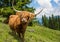 Highland Cattle In The Nocky Mountains Of Carinthia