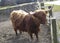 Highland cattle or Scottish cattle breed