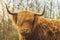 Highland cattle, Scottish cattle breed Bos taurus with big long horns