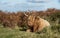 Highland Cattle, Scottish Cattle Breeds, Scotland Cow Breeds